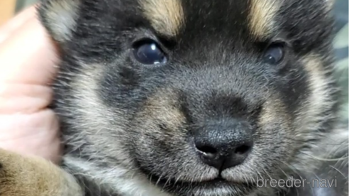成約済の大阪府の柴犬-331220の8枚目