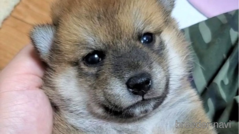 成約済の大阪府の柴犬-331221の8枚目