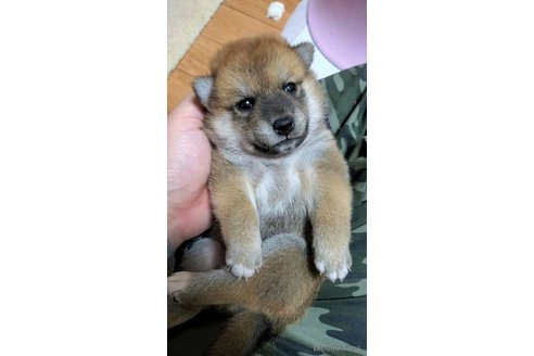 成約済の大阪府の柴犬-331221の7枚目