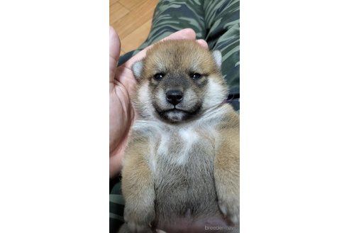 成約済の大阪府の柴犬-331221の6枚目