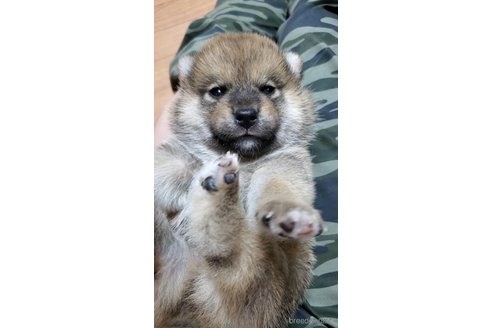 成約済の大阪府の柴犬-331222の10枚目