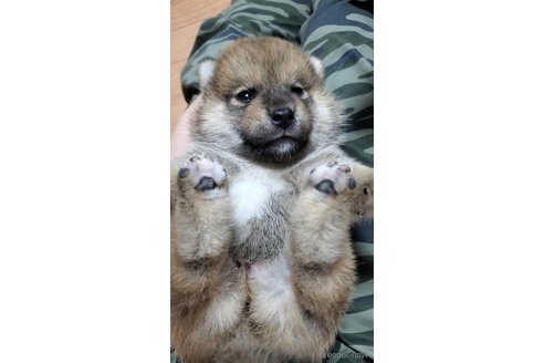成約済の大阪府の柴犬-331222の9枚目