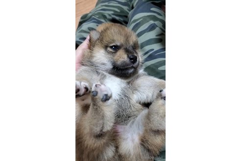 成約済の大阪府の柴犬-331222の8枚目
