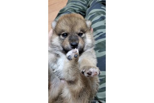 成約済の大阪府の柴犬-331222の7枚目