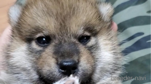 成約済の大阪府の柴犬-331222の6枚目