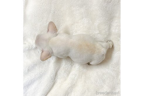 成約済の山口県のフレンチブルドッグ-331252の5枚目