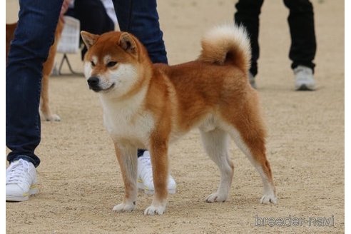 伊予の福龍くん1枚目