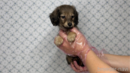 成約済の東京都のミニチュアダックスフンド(ロングヘアード)-331302の7枚目