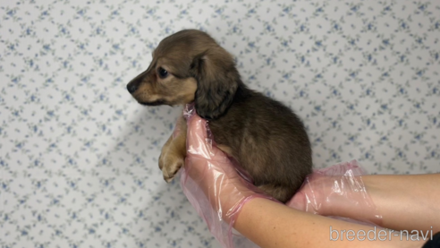 成約済の東京都のミニチュアダックスフンド(ロングヘアード)-331302の6枚目