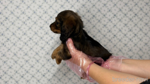 成約済の東京都のミニチュアダックスフンド(ロングヘアード)-331299の7枚目