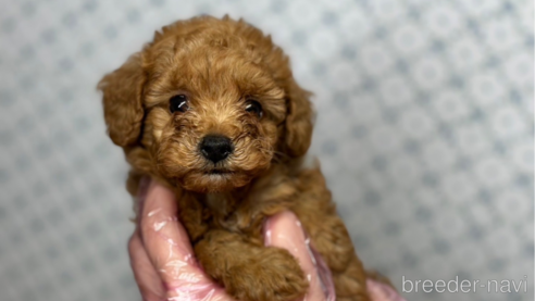 成約済の東京都のタイニープードル-331308の6枚目