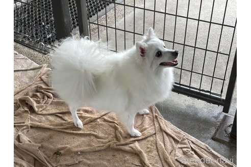 マイちゃん1枚目
