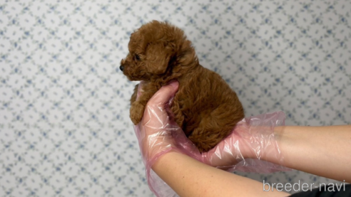 成約済の東京都のタイニープードル-331308の5枚目