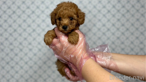 成約済の東京都のタイニープードル-331308の4枚目