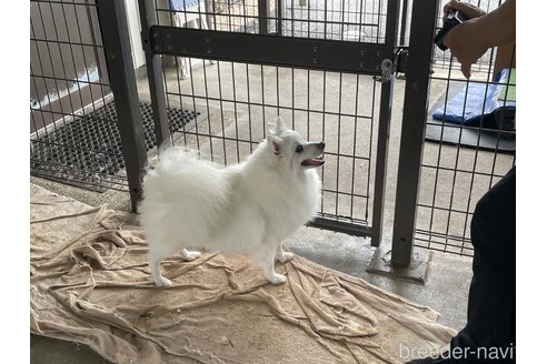 マイちゃん1枚目