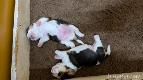 成約済の熊本県のビーグル-331294の15枚目