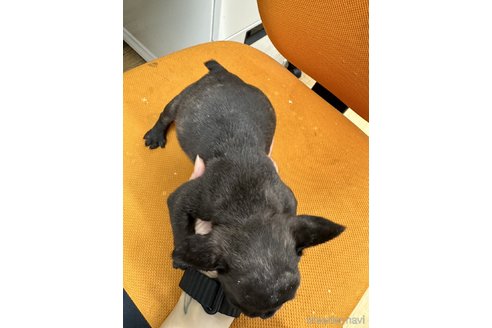 成約済の千葉県のフレンチブルドッグ-330100の16枚目