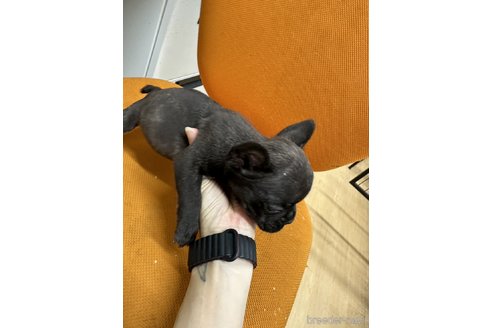 成約済の千葉県のフレンチブルドッグ-330100の15枚目