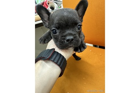 成約済の千葉県のフレンチブルドッグ-330100の13枚目