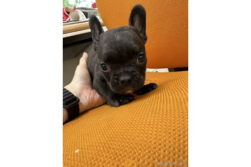 成約済の千葉県のフレンチブルドッグ-330100の12枚目