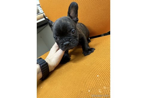販売中の千葉県のフレンチブルドッグ-330085の33枚目