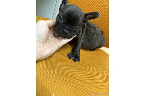 販売中の千葉県のフレンチブルドッグ-330085の32枚目