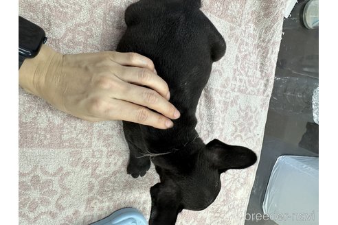成約済の千葉県のフレンチブルドッグ-329730の5枚目