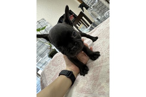 成約済の千葉県のフレンチブルドッグ-329730の3枚目