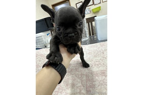 成約済の千葉県のフレンチブルドッグ-329730の1枚目