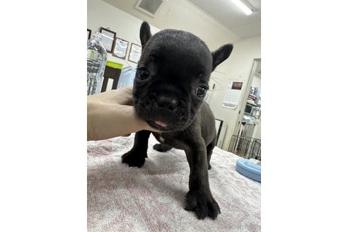 成約済の千葉県のフレンチブルドッグ-329731の6枚目