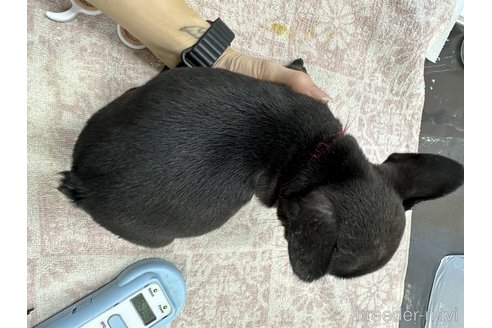 成約済の千葉県のフレンチブルドッグ-329729の14枚目