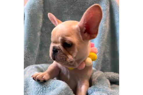 成約済の埼玉県のフレンチブルドッグ-331321の4枚目