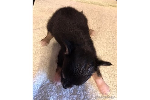 成約済の滋賀県のチワワ(ロングコート)-326769の3枚目
