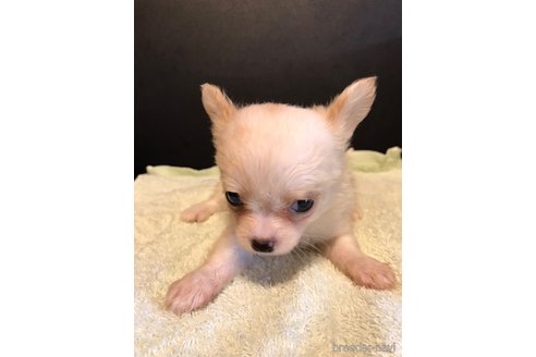 成約済の滋賀県のチワワ(ロングコート)-326766の3枚目