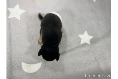 成約済の愛知県の豆柴-331337の4枚目