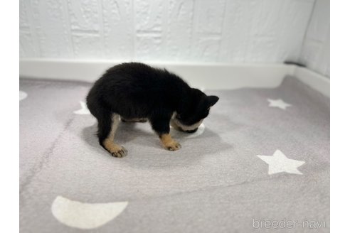 成約済の愛知県の豆柴-331337の6枚目