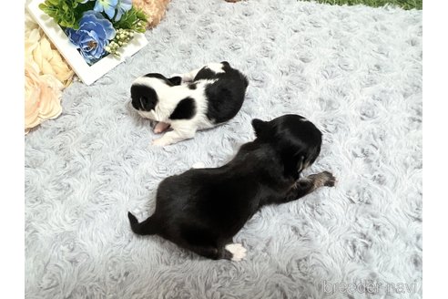 成約済の福岡県のチワマル:チワワ×マルチーズ-331350の25枚目