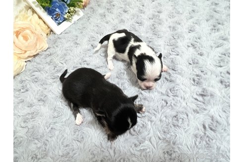 成約済の福岡県のチワマル:チワワ×マルチーズ-331350の26枚目