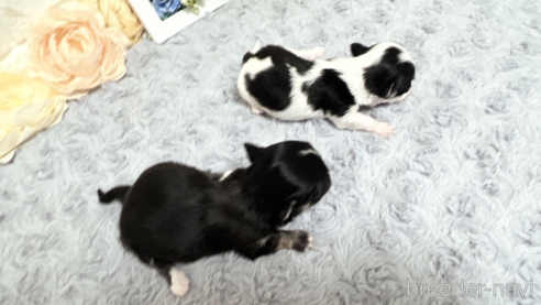 成約済の福岡県のチワマル:チワワ×マルチーズ-331351の18枚目