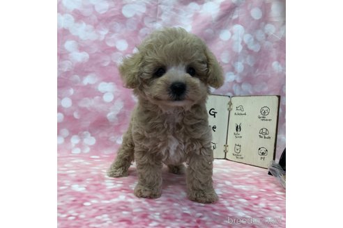 成約済の愛知県のビションプー:ビションフリーゼ×トイプードル-330607の5枚目
