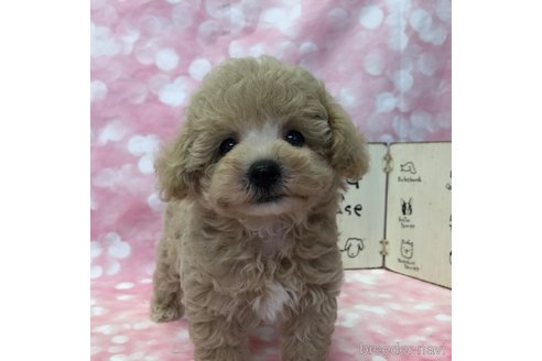 成約済の愛知県のビションプー:ビションフリーゼ×トイプードル-330607の7枚目