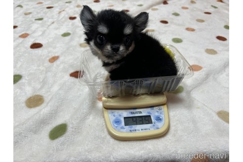 成約済の岐阜県のチワワ(ロングコート)-331361の3枚目
