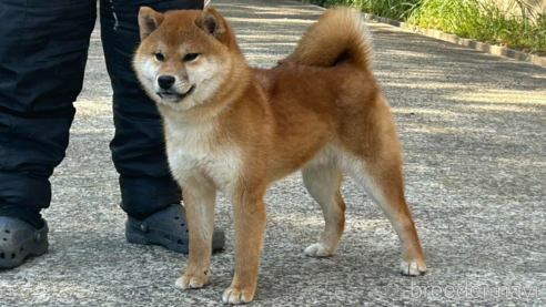 広瀬の彗星号　遠州広瀬荘くん1枚目