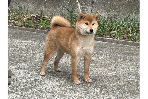 広瀬の辰姫号　遠州広瀬荘ちゃん1枚目
