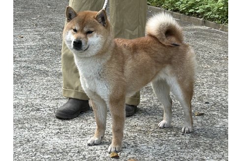 広瀬の寧々号　遠州広瀬荘ちゃん1枚目