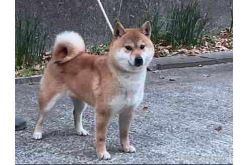 広瀬の寧々号　遠州広瀬荘ちゃん1枚目