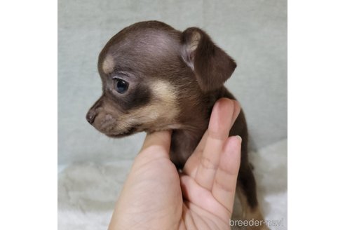 成約済の神奈川県のチワックス:チワワ×ミニチュアダックスフンド-330801の3枚目