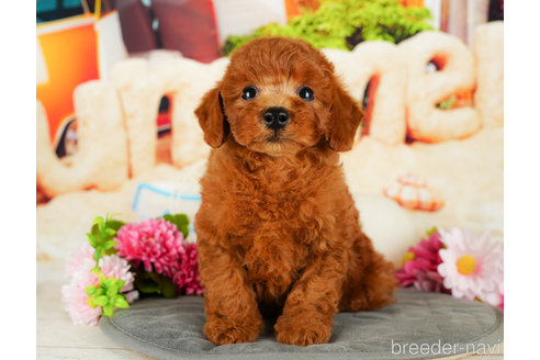 成約済の千葉県のトイプードル-331411の6枚目