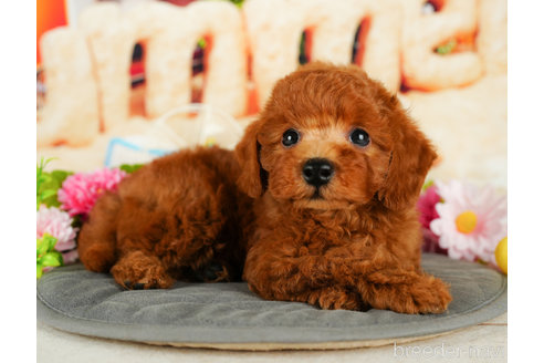 成約済の千葉県のトイプードル-331411の5枚目