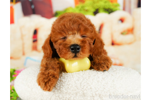 成約済の千葉県のトイプードル-331411の4枚目